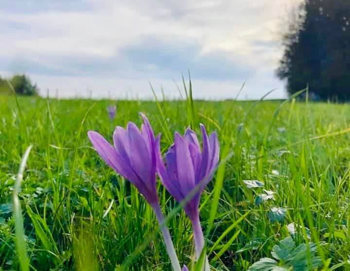 Kleine Pause – Große Heilung. Adelheid Brunner