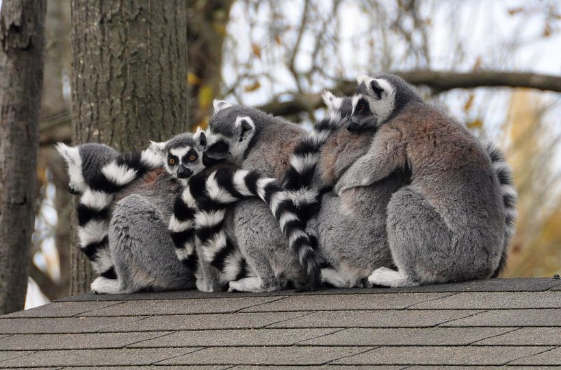 Eine Gruppenumarmung. Nicky Hamid