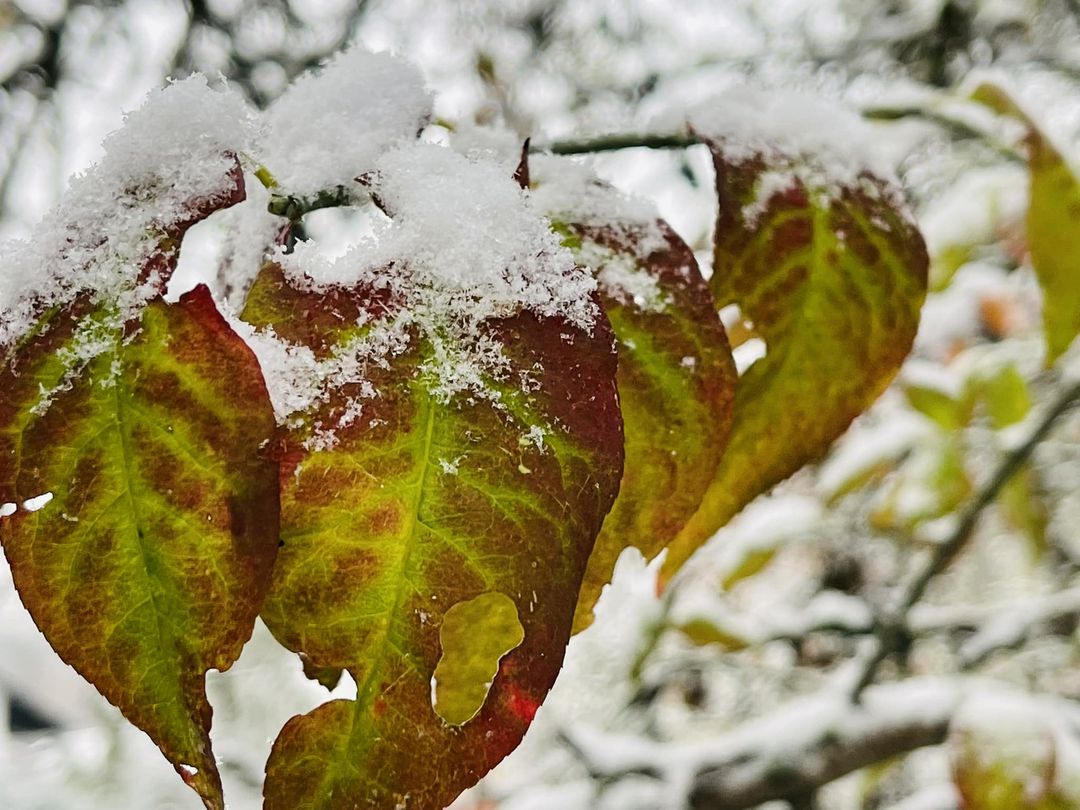 BLACK FRiDAY – WHITE SNOW oder „EIN STURM ZIEHT AUF“. Adelheid Brunner