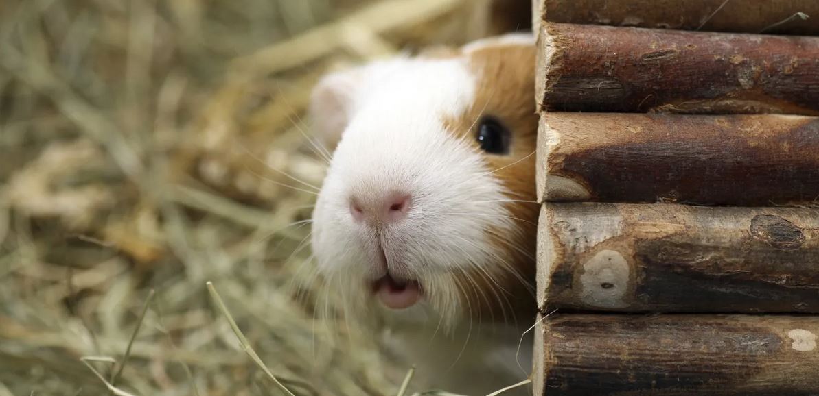 Darf ich vorstellen: Petra Ritter, Tierpsychologin und Tierhaltungsberaterin der Neuen Zeit