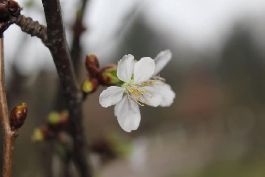 BARBARATAG – HEILIIGE und HEILENDE Kraft der Knospen. Adelheid Brunner