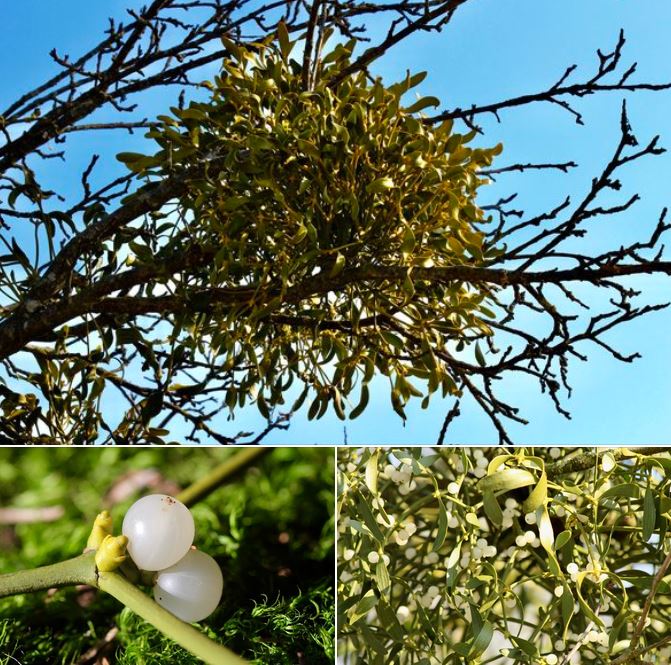 MAGISCHE MISTEL – HÜTERIN DER SCHWELLE. Adelheid Brunner