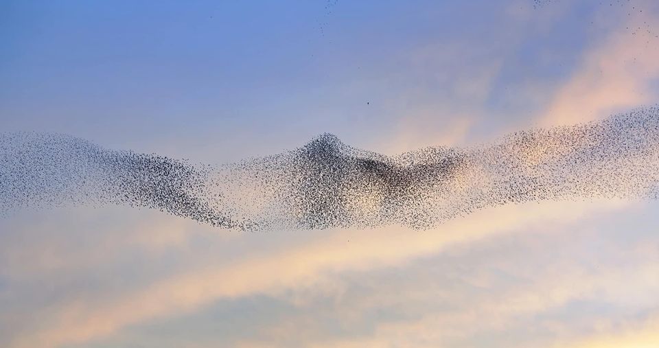 DER FLUX/Mit den Energien gehen. Amanda Lorence