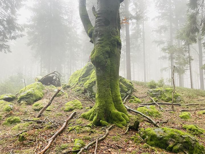 Durch den Nebel (rückwärts LEBEN) gehen. Adelheid Brunner