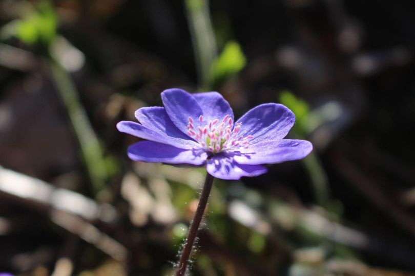 Violette Transformation. Adelheid Brunner