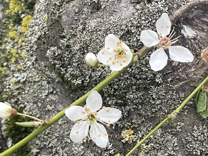 SCHWIERIGE ENERGIEN und OFFENE HERZEN. Adelheid Brunner
