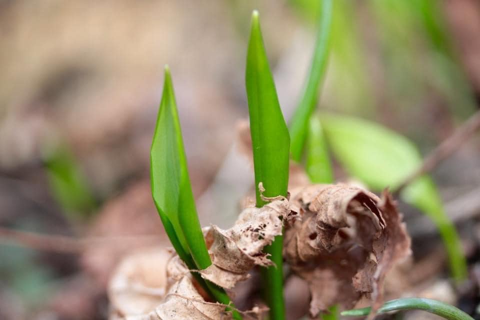 Ostara – Frühling – Tagundnachtgleiche. Adelheid Brunner