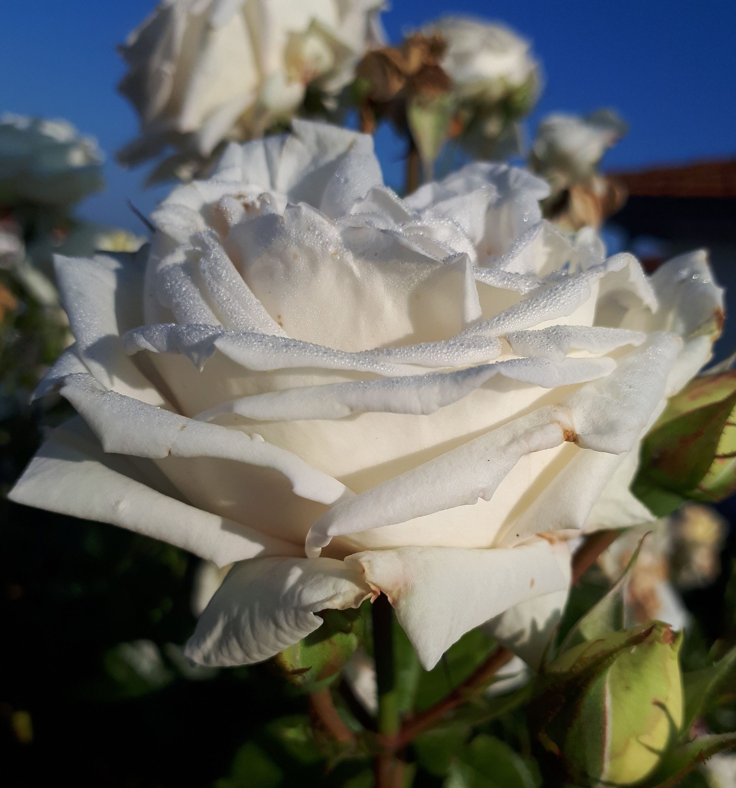 Herzbewusstsein – Rosenmagie – Der  K l a n g  des  K r i s t a l l s