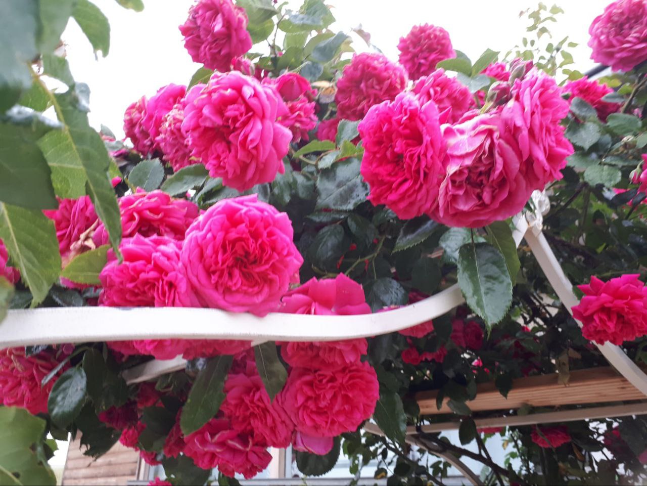 Herzbewusstsein – Rosenmagie – Willkommen auf Rosenlieb