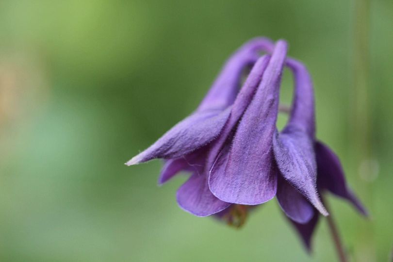 Die Gratwanderung dieser Zeit. Adelheid Brunner