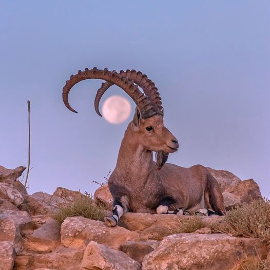 Innerhalb von nur 2 Tagen hatten wir die Sonnenwende, einen Vollmond, ein geöffnetes Alpha-Omega-Portal und mehrere Sonneneruptionen. Soheila