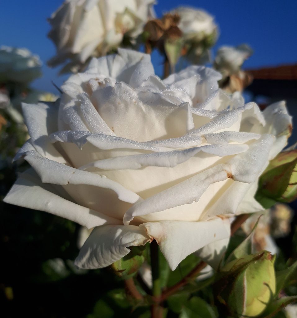 S o n n e n w e n d e  2024 – Herzbewusstsein Rosenmagie