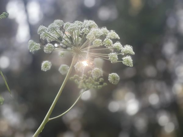 Licht der Engelwurz. Adelheid Brunner