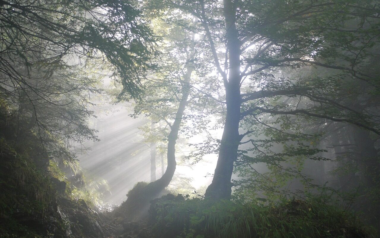 Es Ist Alles Da ... 🌳 „Während die Welt rennt, gehe ich lieber spazieren – durch Moos und Wald, mit Rehen als Wegbegleiter. Was unscheinbar wirkt, ist mein kleines Wunder: Heilung im Grünen, leise, echt und voller Zauber.“ esistallesda.de I Samstag I 17.05.2025 I Bild. Pixabay. Danke MonikaP