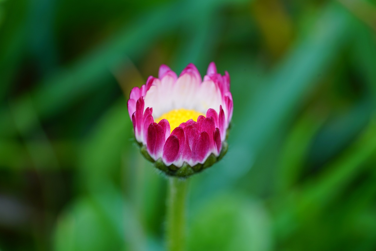 Es Ist Alles Da ... Bellis Perennis - klein, stark und voller Lebensfreude! Auf der Wiese steht es – zart und unscheinbar – das Gänseblümchen. Tritt man darauf, richtet es sich einfach wieder auf, als wollte es sagen: „Mich wirft so schnell nichts um!“ In der Homöopathie ist es ein Symbol für all jene, die viel einstecken, still und freundlich bleiben – und trotzdem immer wieder aufstehen, mit einem Lächeln im Gesicht. Das Gänseblümchen zeigt uns: Sanftmut ist keine Schwäche, sondern eine stille Form von Stärke. Mittwoch, 07.05.2025, esistallesda.de, Bild. Danke. Pixabay.