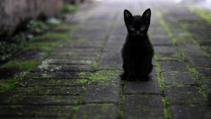 cat-3169476_1280