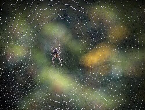 Orbweaver-on-web-500x396