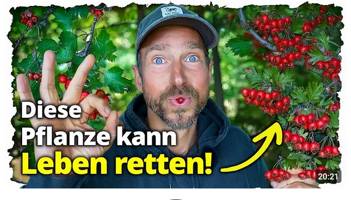 Warum jeder über 30 diese Pflanze kennen muss (und wo sie zu finden ist) Timo G.