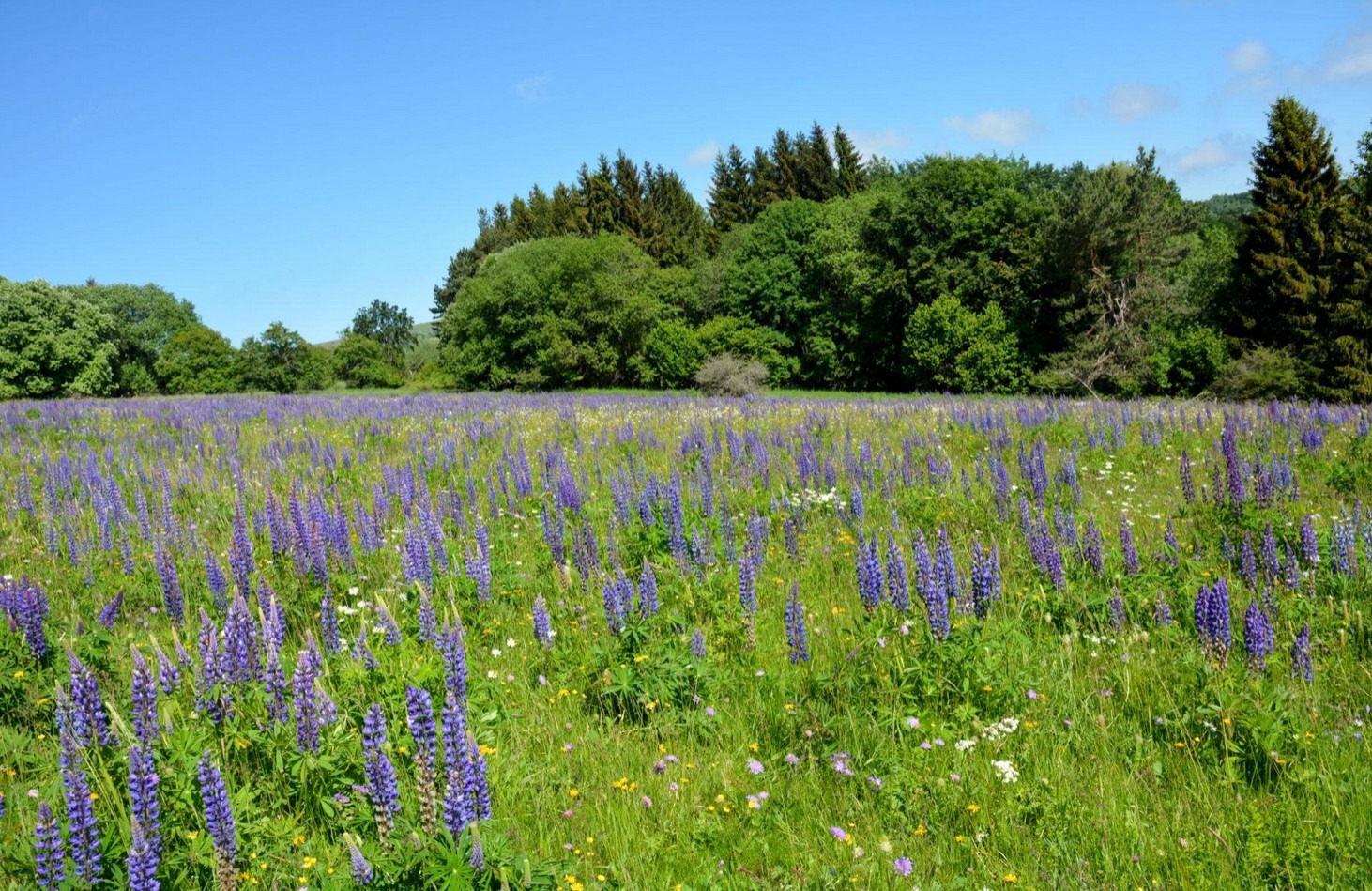 Der Übergang der Erde in 5D I Die Lupine I Zwischen Schönheit und Verantwortung I Ralfs Blick auf die Lupine