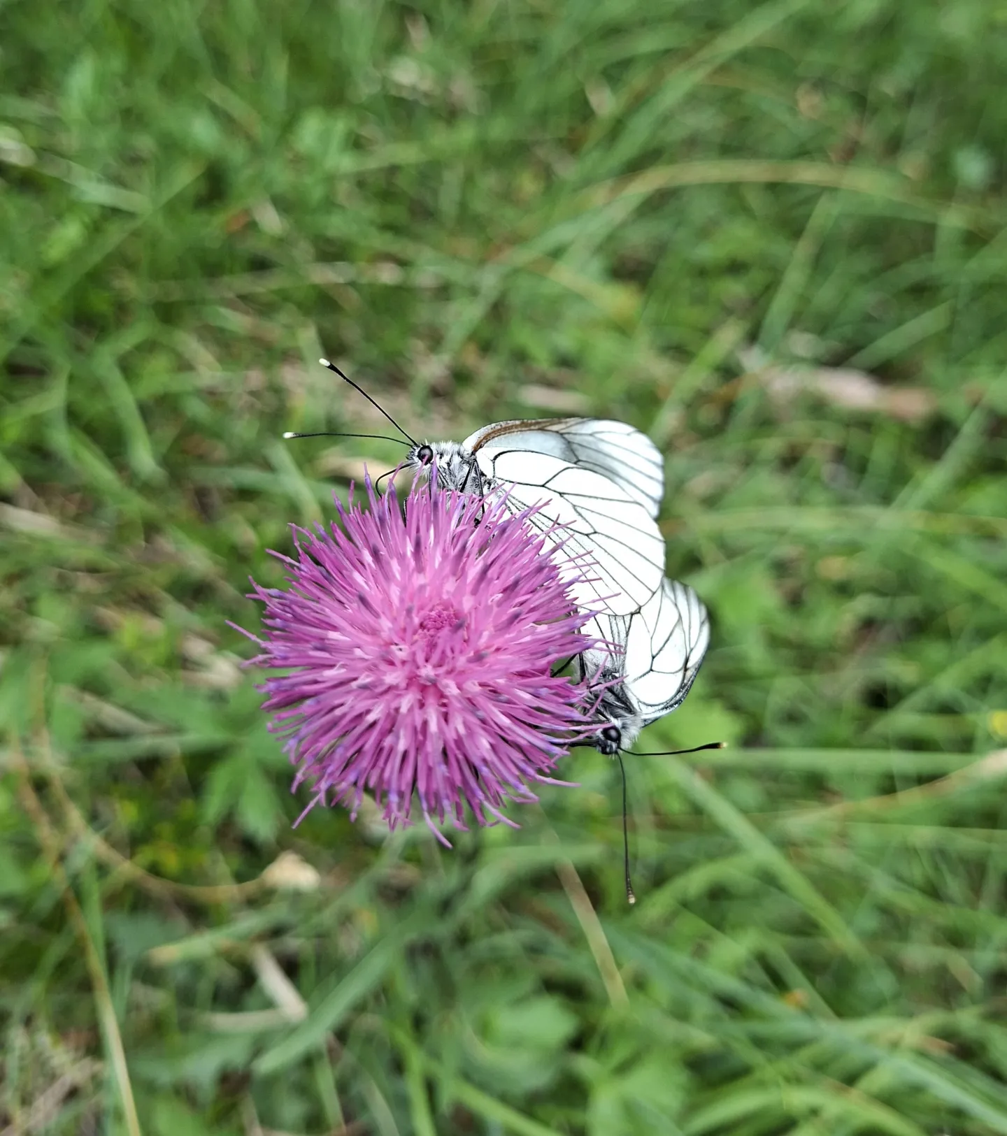 Glück ist wie ein Schmetterling. Motivationsgeschichten von Bernhard G.