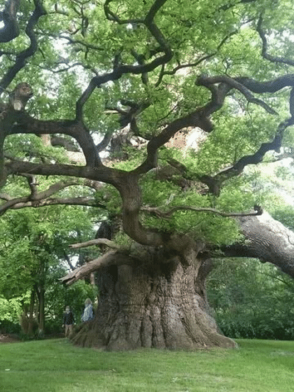 🌳 Wenn Du das Leben liebst, pflanze Bäume. Nicky Hamid