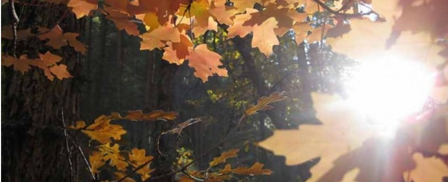 Liebt die verletzenden Verletzten, damit ihr euch nicht verletzt – Liebt das Licht im Innern*